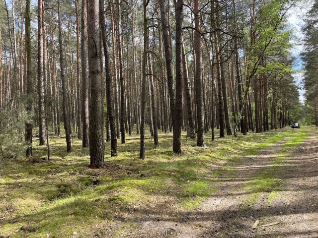 Blick auf Flurstück 63 und Umgebung - 3 Waldflächen mit insgesamt über 1,5 ha in Streulage um Uebigau-Wahrenbrück im Elbe-Elster-Kreis