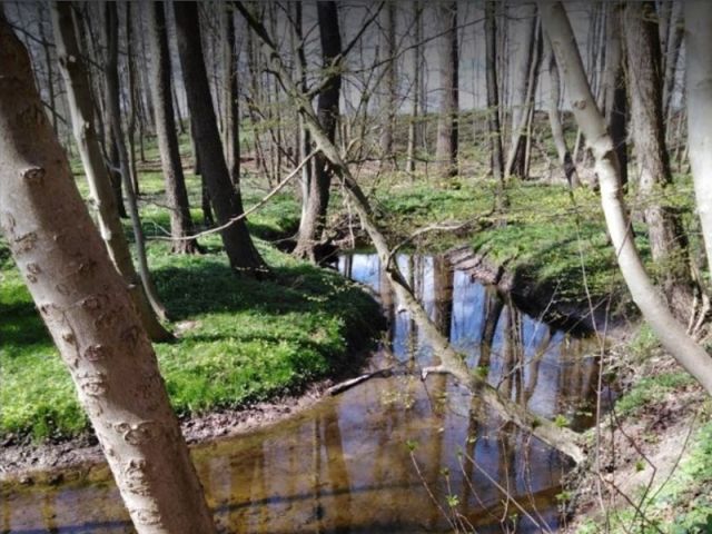 Blick auf die Umgebung der `Lachsau` - Teilflächen des Bachlaufes und Uferbereiche der ´Lachsau´ nördlich von Neustadt in Holstein