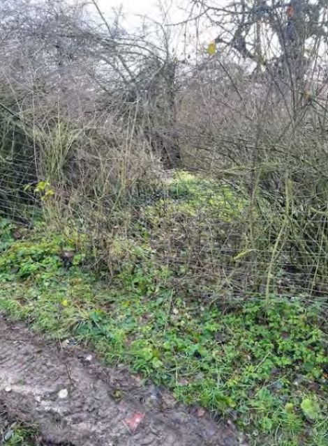 Blick auf Verkaufsfläche - Ehemaliges Gartengrundstück im Mansfelder Land