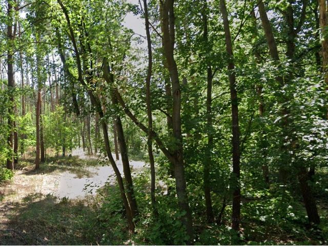 Verkaufsfläche und Umgebung - Vertragsfreier Waldstreifen südlich der B 187