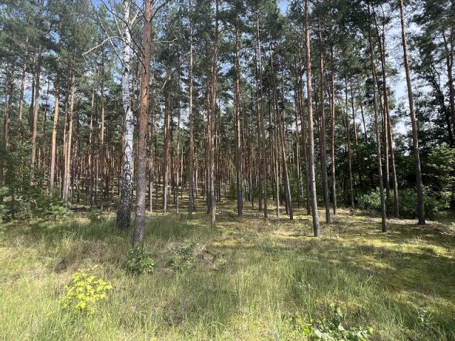 Blick in Richtung der Flurstücke 186 und 187 - Über 8 Hektar am Nicolassee **ca. 45 km südlich des Berliner Stadtzentrums**
