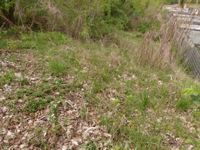 Blick auf Verkaufsfläche und Umgebung - Vertragsfreie mit Bäumen und Sträuchern bewachsene Fläche im Berliner Umland
