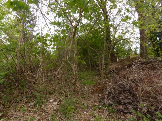 Blick auf Verkaufsfläche - Vertragsfreie mit Bäumen und Sträuchern bewachsene Fläche im Berliner Umland