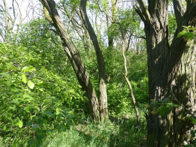 Blick auf Verkaufsfläche - Waldfläche in Cottbus
