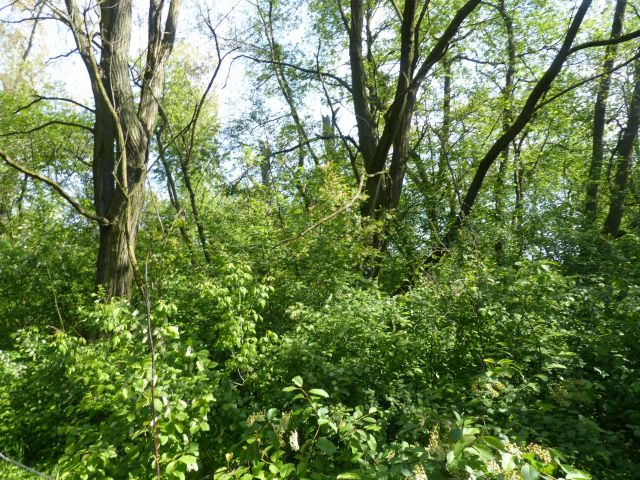 Blick auf Verkaufsfläche - Waldfläche in Cottbus