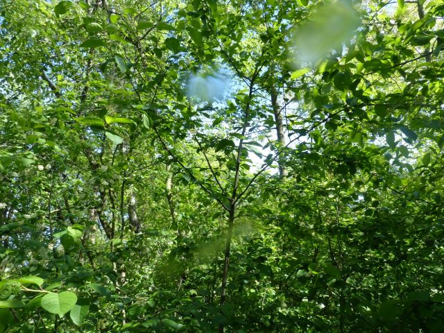 Blick auf Verkaufsfläche - Waldfläche in Cottbus