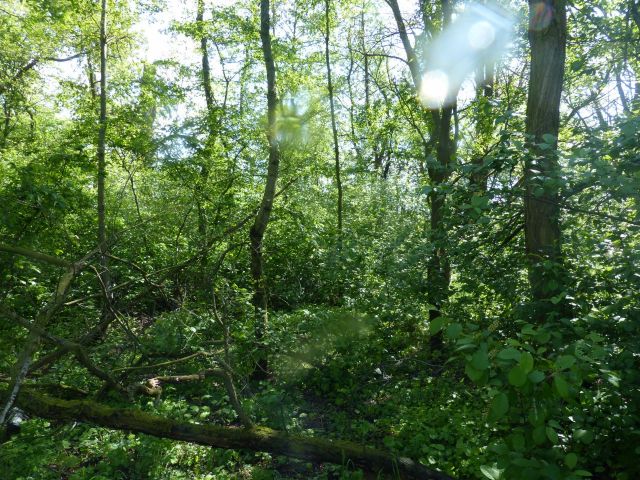 Blick auf Verkaufsfläche - Waldfläche in Cottbus