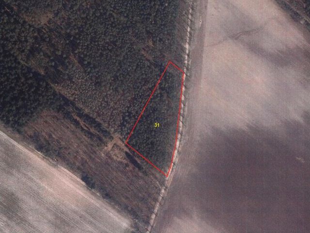 Verkaufsgegenstand - Vertragsfreie Waldfläche am Ortsverbindungsweg Rosenwinkel - Grabow