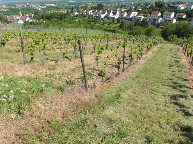 Blick in die Umgebung - Verpachtetes Grundstück - Weinanbau der Rebsorte Regent **Umgebung zur Nahe-Rhein Mündung**