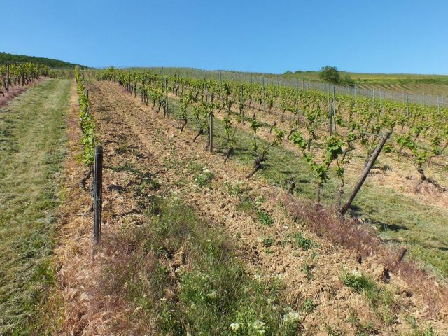 Umgebung - Verpachtetes Grundstück - Weinanbau der Rebsorte Regent **Umgebung zur Nahe-Rhein Mündung**