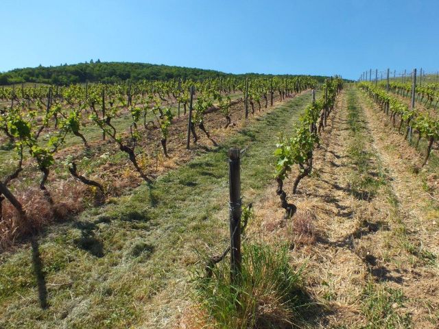 Umgebung - Verpachtetes Grundstück - Weinanbau der Rebsorte Regent **Umgebung zur Nahe-Rhein Mündung**