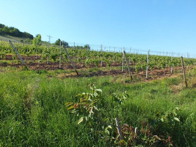 Blick in die Umgebung - Verpachtetes Grundstück - Weinanbau der Rebsorte Regent **Umgebung zur Nahe-Rhein Mündung**