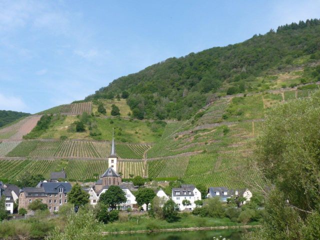 Umgebung - Vertragsfreie Waldfläche in direkter Nachbarschaft eines Weinberges oberhalb der Mosel **zwischen Koblenz und Trier**