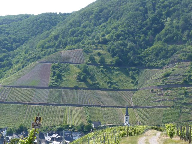 Blick Richtung Verkaufsfläche und Umgebung - Vertragsfreie Waldfläche in direkter Nachbarschaft eines Weinberges oberhalb der Mosel **zwischen Koblenz und Trier**