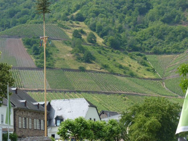 Blick auf die Verkaufsfläche und Umgebung - Vertragsfreie Waldfläche in direkter Nachbarschaft eines Weinberges oberhalb der Mosel **zwischen Koblenz und Trier**