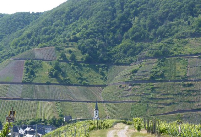 Umgebung - Vertragsfreie Waldfläche in direkter Nachbarschaft von Weinbauflächen oberhalb der Mosel **zwischen Koblenz und Trier**