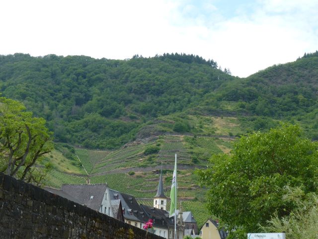 Blick auf die Verkaufsfläche und Umgebung - Vertragsfreie Waldfläche in direkter Nachbarschaft von Weinbauflächen oberhalb der Mosel **zwischen Koblenz und Trier**