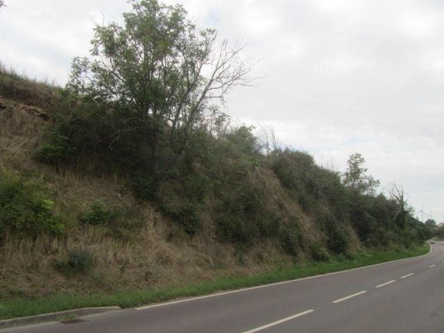 Blick auf die Verkaufsfläche - Vertragsfreie Gehölzfläche in Hanglage am nördlichen Ortsausgang