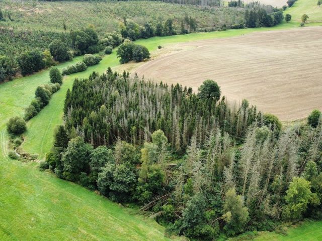Blick auf Flurstück 26/4 und Umgebung - Vertragsfreier Wald mit einer Größe von etwa 1,1 Hektar im südöstlichen Harz *hoher Totholzanteil*