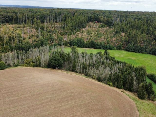 Flurstück 26/4 und Umgebung - Vertragsfreier Wald mit einer Größe von etwa 1,1 Hektar im südöstlichen Harz *hoher Totholzanteil*