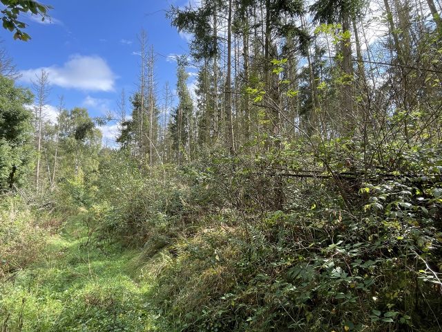 Flurstück 26/4 - Vertragsfreier Wald mit einer Größe von etwa 1,1 Hektar im südöstlichen Harz *hoher Totholzanteil*
