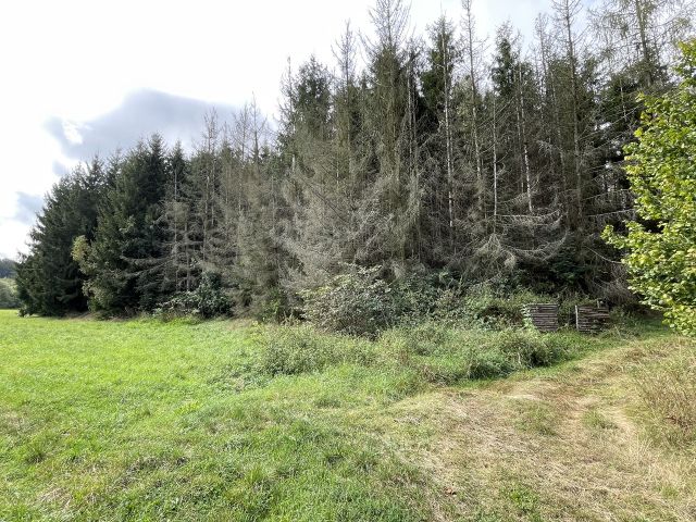 Flurstück 26/4 und Umgebung - Vertragsfreier Wald mit einer Größe von etwa 1,1 Hektar im südöstlichen Harz *hoher Totholzanteil*