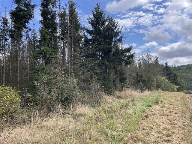 Flurstück 26/4 und Umgebung - Vertragsfreier Wald mit einer Größe von etwa 1,1 Hektar im südöstlichen Harz *hoher Totholzanteil*