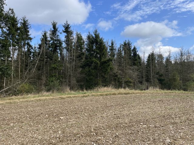 Flurstück 26/4 und Umgebung - Vertragsfreier Wald mit einer Größe von etwa 1,1 Hektar im südöstlichen Harz *hoher Totholzanteil*
