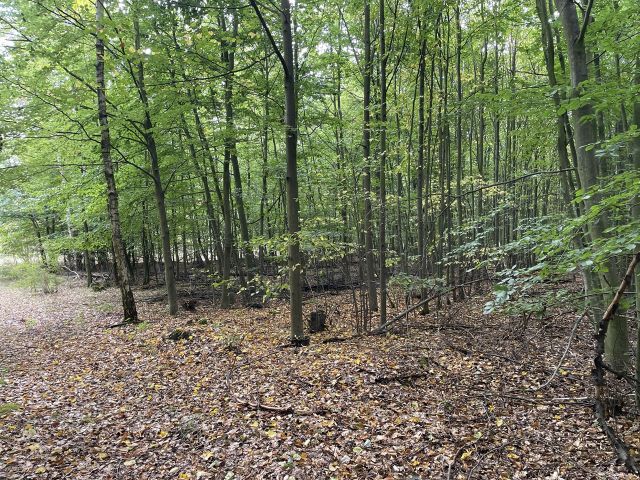 Verkaufsfläche - Vertragsfreie Waldfläche im östlichen Randbereich des Harzes