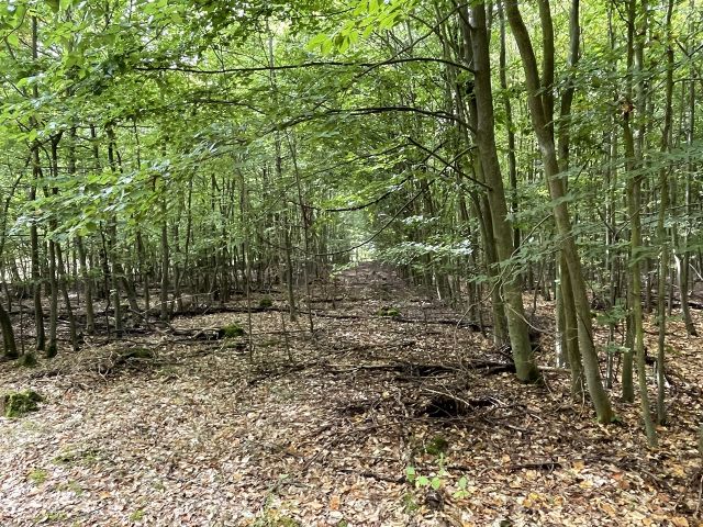 Blick auf die Verkaufsfläche - Vertragsfreie Waldfläche im östlichen Randbereich des Harzes
