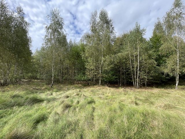 Verkaufsfläche und Umgebung - Vertragsfreie Waldfläche im östlichen Randbereich des Harzes