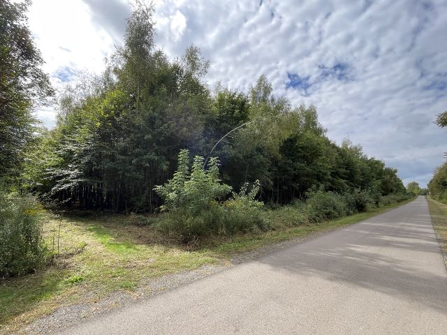 Verkaufsfläche und Umgebung - Vertragsfreie Waldfläche im östlichen Randbereich des Harzes