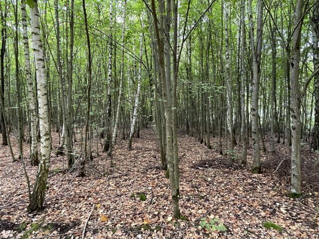 Verkaufsfläche - Vertragsfreie Waldfläche im östlichen Randbereich des Harzes
