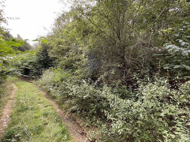Umgebung - Über 1,2 Hektar vertragsfreier Waldstreifen im östlichen Randbereich des Harzes