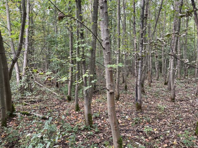 Verkaufsfläche - Über 1,2 Hektar vertragsfreier Waldstreifen im östlichen Randbereich des Harzes