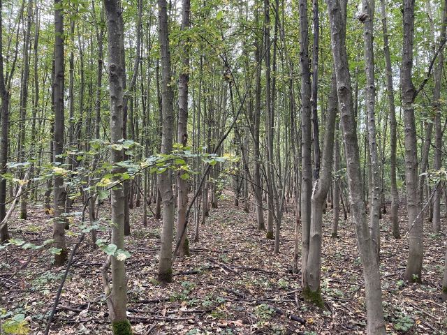 Blick auf die Verkaufsfläche - Über 1,2 Hektar vertragsfreier Waldstreifen im östlichen Randbereich des Harzes