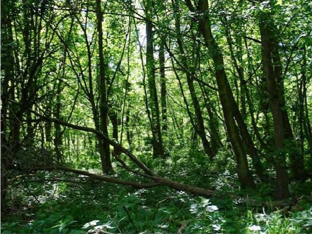 Bestand Verkaufsfläche (ältere Aufnahme) - Vertragsfreie Waldfläche etwa 5 km südwestlich von Halle (Saale)