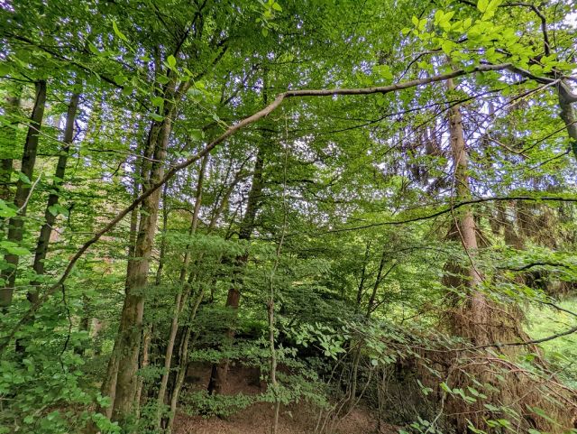 Blick auf das Verkaufsobjekt und die Umgebung - Bewaldete Uferfläche an der ´Nister´ im Westerwald in der Kroppacher Schweiz und unterhalb der ´Schiefergrube Assberg´