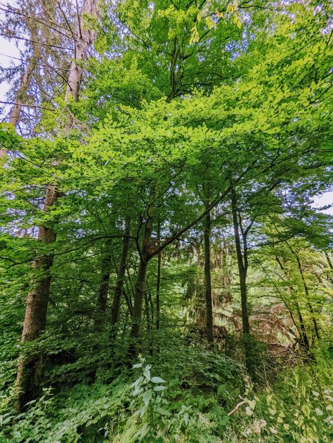 Blick auf die Verkaufsfläche und die Umgebung - Bewaldete Uferfläche an der ´Nister´ im Westerwald in der Kroppacher Schweiz und unterhalb der ´Schiefergrube Assberg´