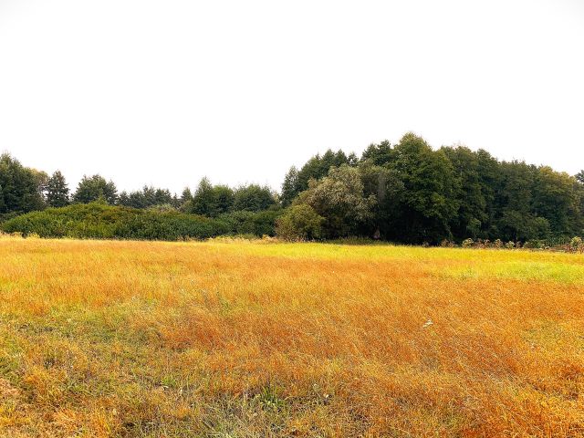 Blick Richtung Verkaufsobjekt mit Umgebung - Vertragsfreie Waldfläche nahe dem Baggersee & dem Schloss Gusow