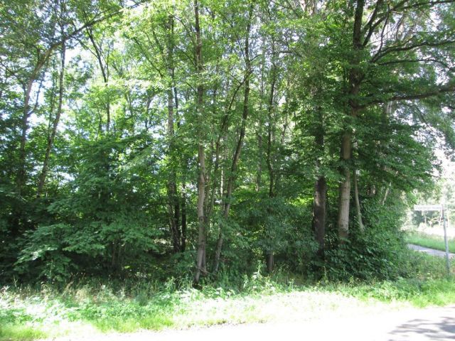 Blick auf Verkaufsfläche - Vertragsfreie Gehölzfläche ca. 18 km nördlich von Osnabrück