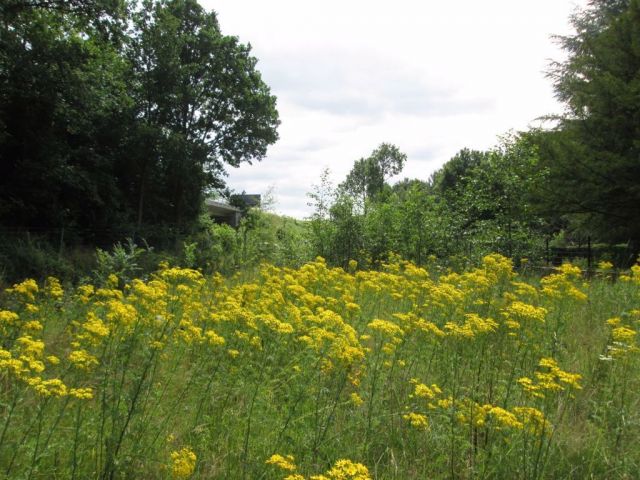 Blick auf Verkaufsfläche und Umgebung - Kleine Grünlandfläche ca. 18 km nördlich von Osnabrück