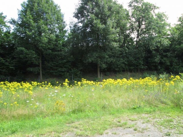 Blick auf Verkaufsfläche und Umgebung - Kleine Grünlandfläche ca. 18 km nördlich von Osnabrück