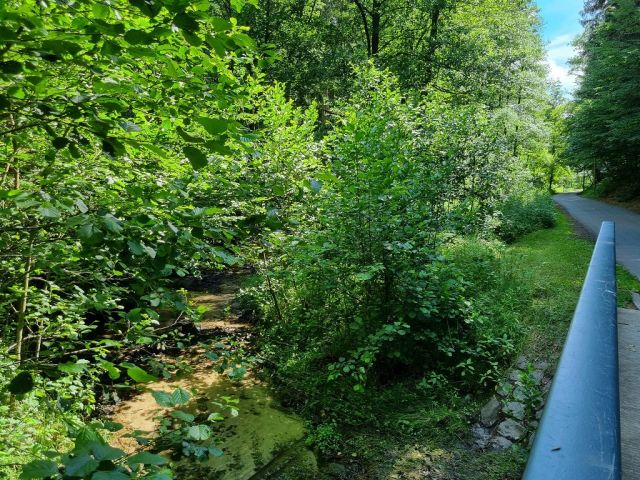 Blick auf Verkaufsflurstück 610 und die Umgebung - Zwei bewaldete Flächen am ´Zeitzbach´