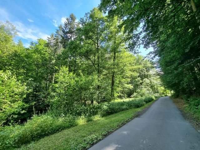 Blick auf Verkaufsflurstück 610 und die Umgebung - Zwei bewaldete Flächen am ´Zeitzbach´