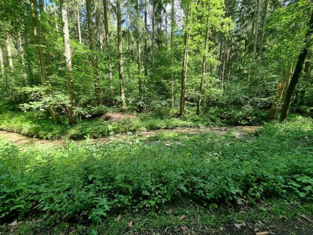 Blick auf Verkaufsflurstück 610 und die Umgebung - Zwei bewaldete Flächen am ´Zeitzbach´