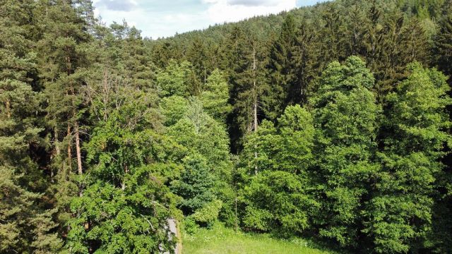 Blick Richtung Flurstück 610 und auf die Umgebung  - Zwei bewaldete Flächen am ´Zeitzbach´