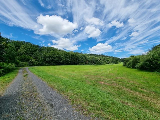 Blick auf Umgebung und Richtung Verkaufsfläche - Holzungsfläche innerhalb eines größeren Waldgebietes ca. 12 km westlich von Coburg