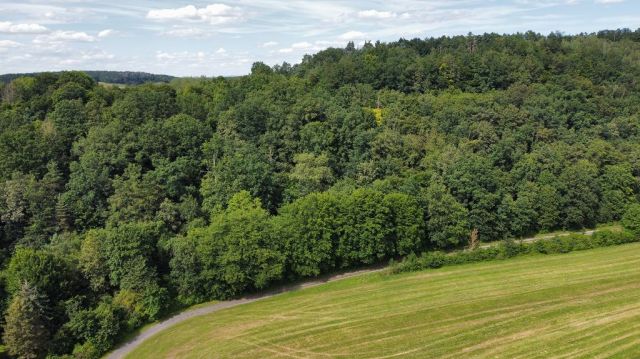 Blick auf größeres Waldgebiet mit der Verkaufsfläche - Holzungsfläche innerhalb eines größeren Waldgebietes ca. 12 km westlich von Coburg