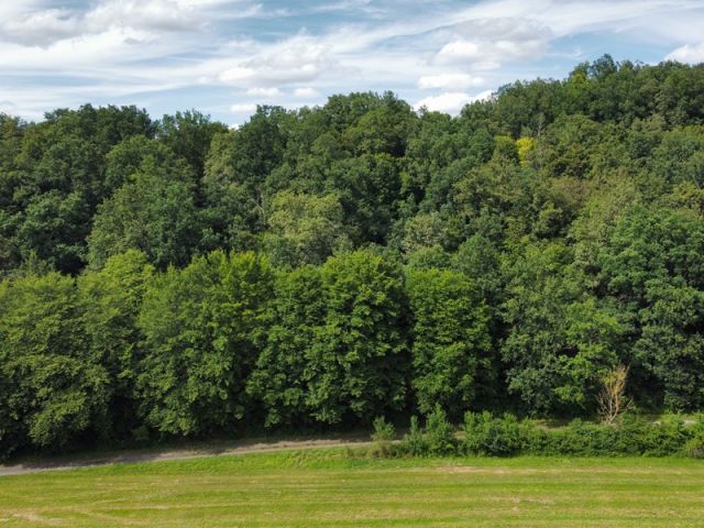 Blick auf größeres Waldgebiet mit der Verkaufsfläche - Holzungsfläche innerhalb eines größeren Waldgebietes ca. 12 km westlich von Coburg
